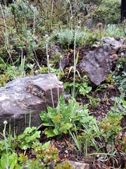 Adenocaulon chilense (Adenocaulon chilense)