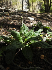 Adenocaulon chilense (Adenocaulon chilense)