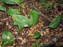 Adenocaulon chilense (Adenocaulon chilense)