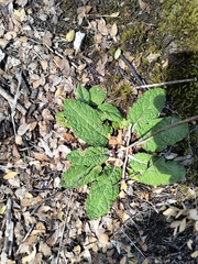 Adenocaulon chilense (Adenocaulon chilense)