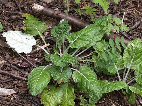 Adenocaulon chilense: Adenocaulon chilense