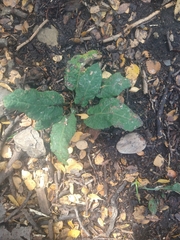 Adenocaulon chilense (Adenocaulon chilense)
