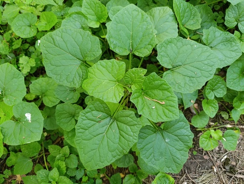 Adenocaulon himalaicum (Adenocaulon himalaicum)