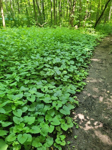 Adenocaulon himalaicum (Adenocaulon himalaicum)