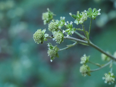 Adenocaulon himalaicum (Adenocaulon himalaicum)