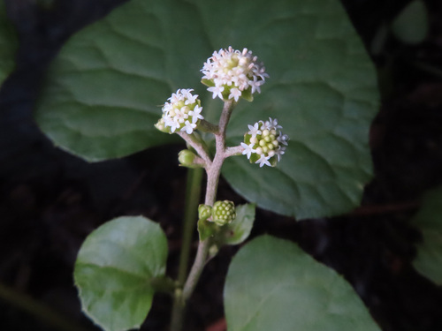 Adenocaulon himalaicum (Adenocaulon himalaicum)
