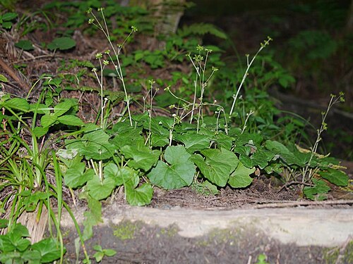 Adenocaulon himalaicum: Adenocaulon himalaicum：ノブキ 2014/09/15 和歌山県田辺市：Tanabe City. Wakayama Pref. Japan