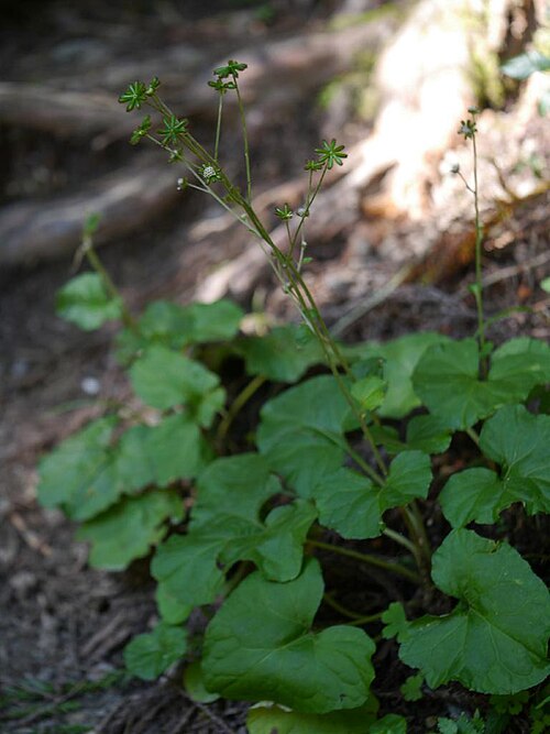 Adenocaulon himalaicum: Adenocaulon himalaicum：ノブキ 2014/09/15 和歌山県田辺市：Tanabe City. Wakayama Pref. Japan
