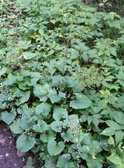 Adenocaulon himalaicum (Adenocaulon himalaicum)
