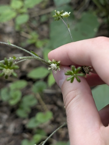 Adenocaulon himalaicum (Adenocaulon himalaicum)