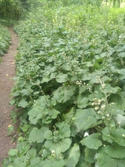 Adenocaulon himalaicum (Adenocaulon himalaicum)