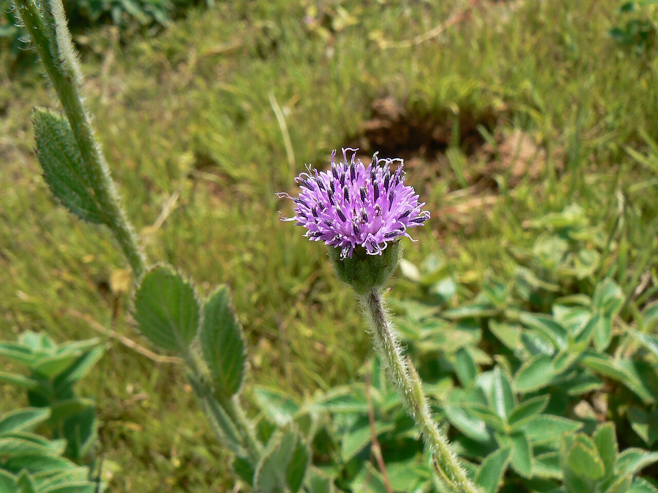 Adenoon indicum: Adenoon indicum Dalzell