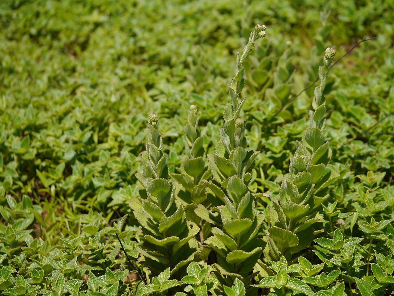 Adenoon indicum: Adenoon indicum Dalzell