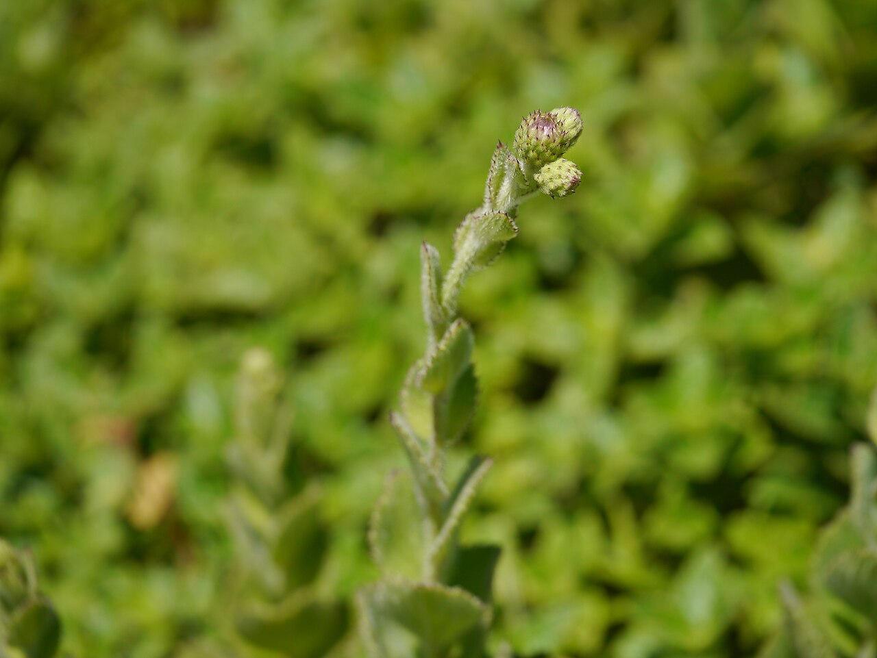 Adenoon indicum: Adenoon indicum Dalzell