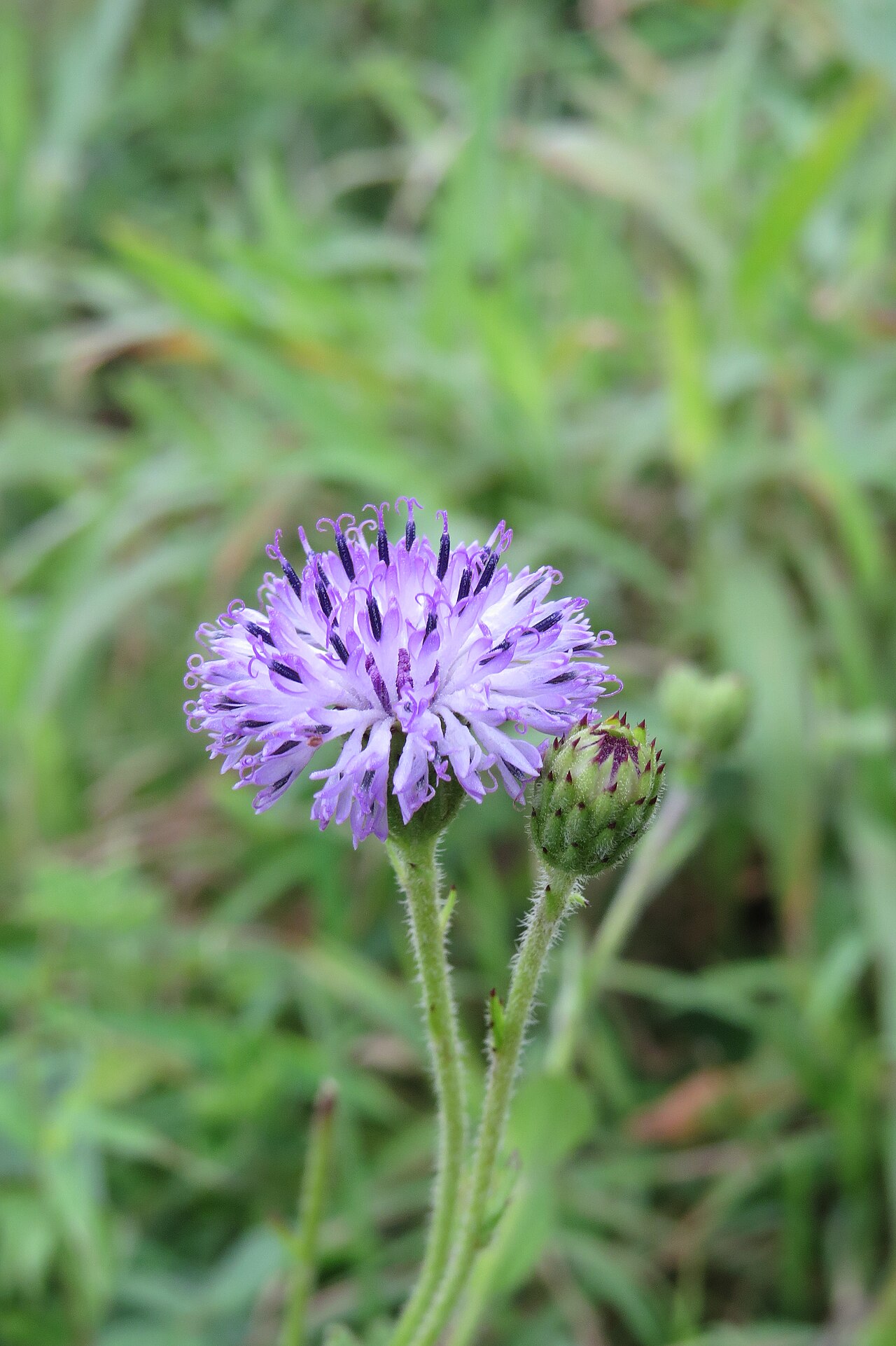 Adenoon indicum: Photos by Vinayaraj