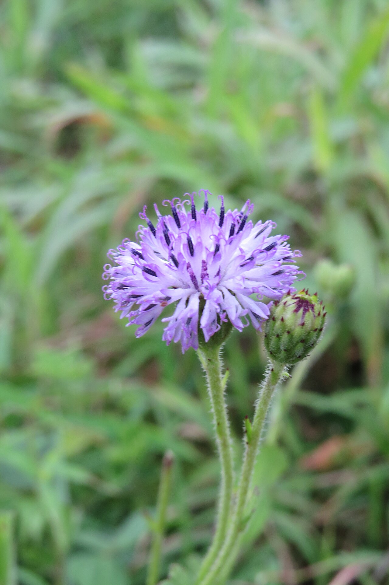 Adenoon indicum: Photos by Vinayaraj