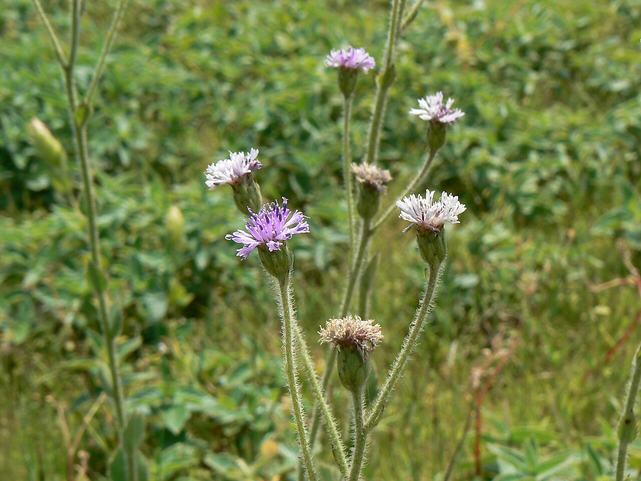 Adenoon indicum: Adenoon indicum Dalzell