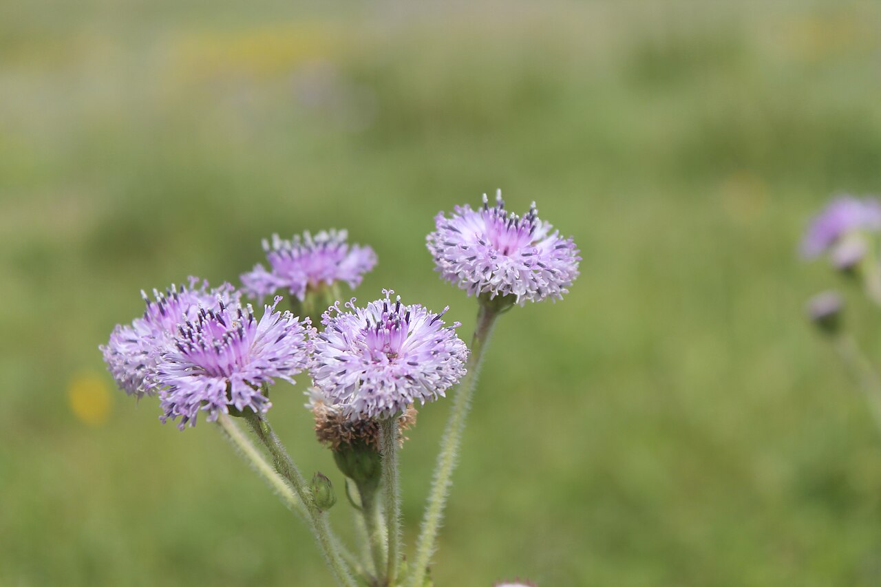 Adenoon indicum: Adenoon indicum