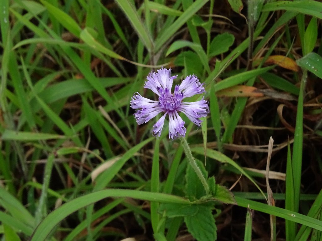 Adenoon indicum: Adenoon indicum seen in the grasslands of Kudremukh Karnataka