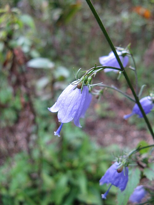 Adenophora triphylla: Adenophora triphylla var. japonica