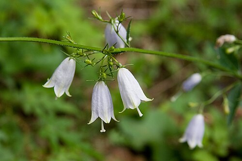 Adenophora triphylla: ツリガネニンジン