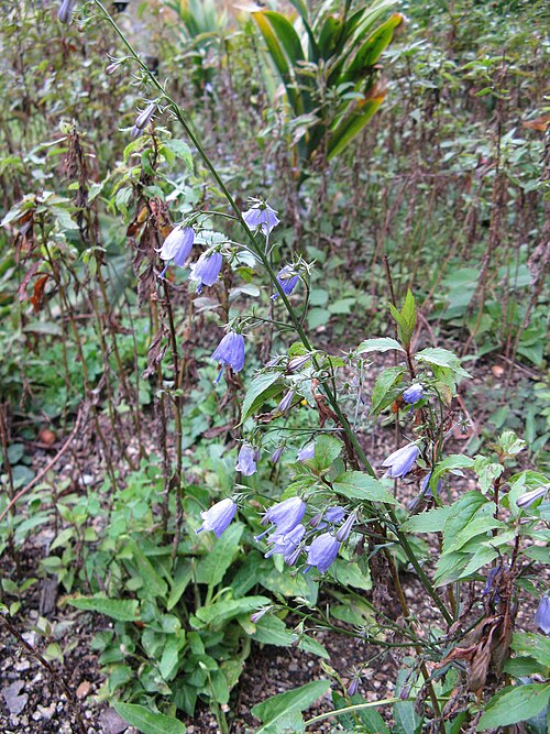 Adenophora triphylla: Adenophora triphylla var. japonica