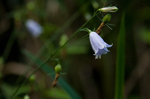 Adenophora triphylla: ツリガネニンジン
