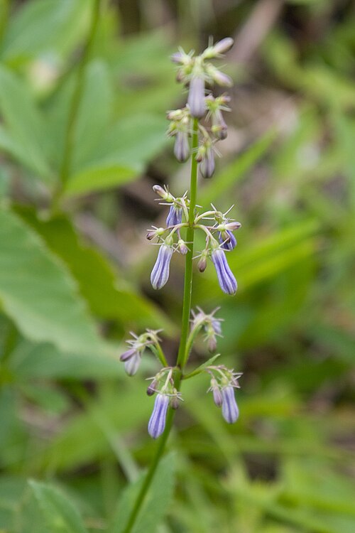 Adenophora triphylla: ツリガネニンジン