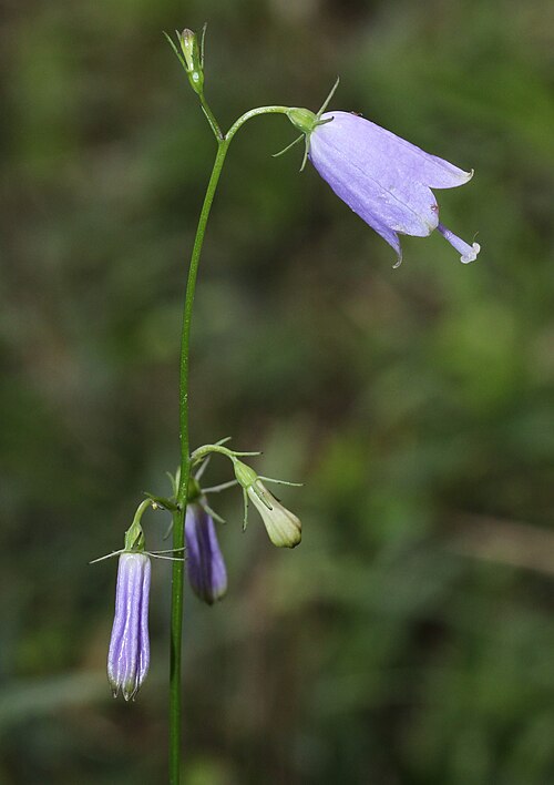 Adenophora triphylla: Adenophora triphylla var japonica in Mount Yōrō, Gifu prefecture , Japan .