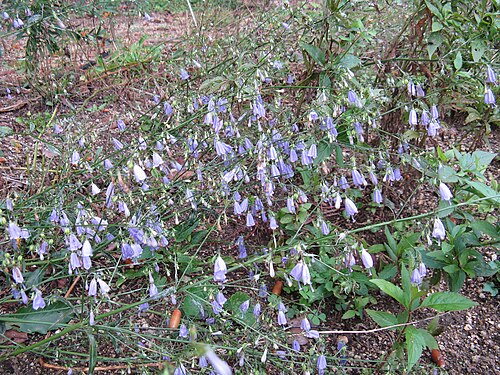 Adenophora triphylla: Adenophora triphylla var. japonica
