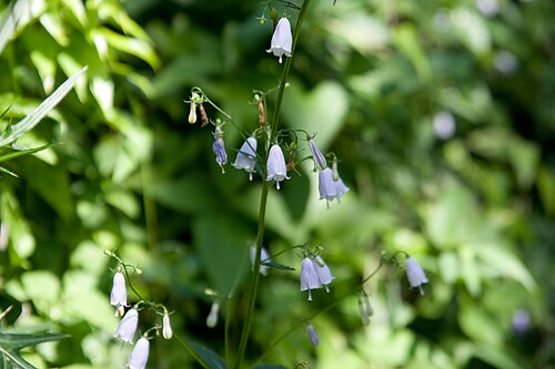 Adenophora triphylla: ツリガネニンジン