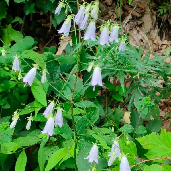 Adenophora triphylla (Adenophora triphylla)