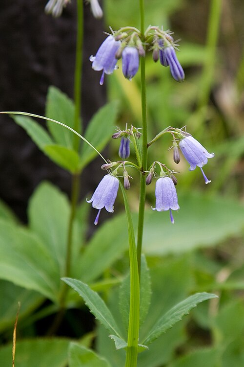 Adenophora triphylla: ツリガネニンジン