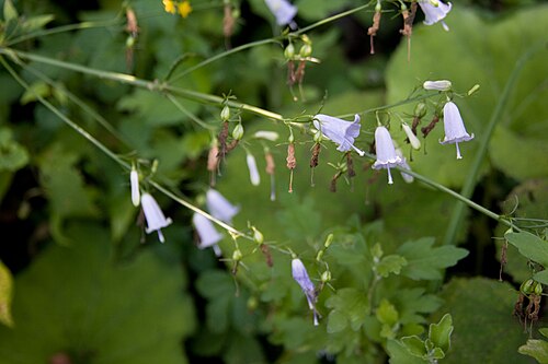 Adenophora triphylla: ツリガネニンジン