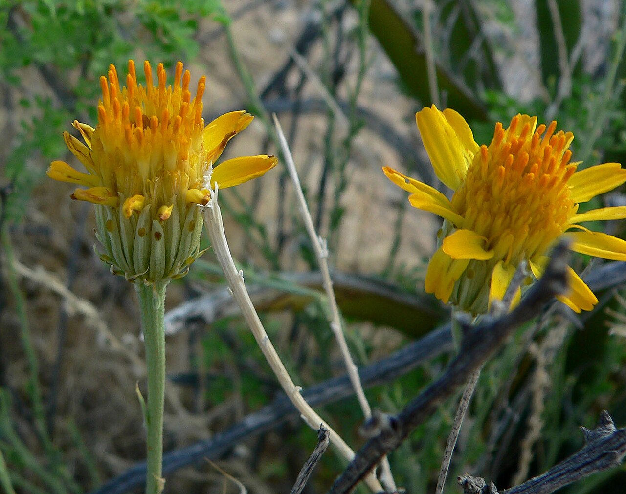 Cooper's dogweed: Adenophyllum cooperi in Pahranagat Wash where it crosses State Road 168 near Coyote Springs, southern Nevada