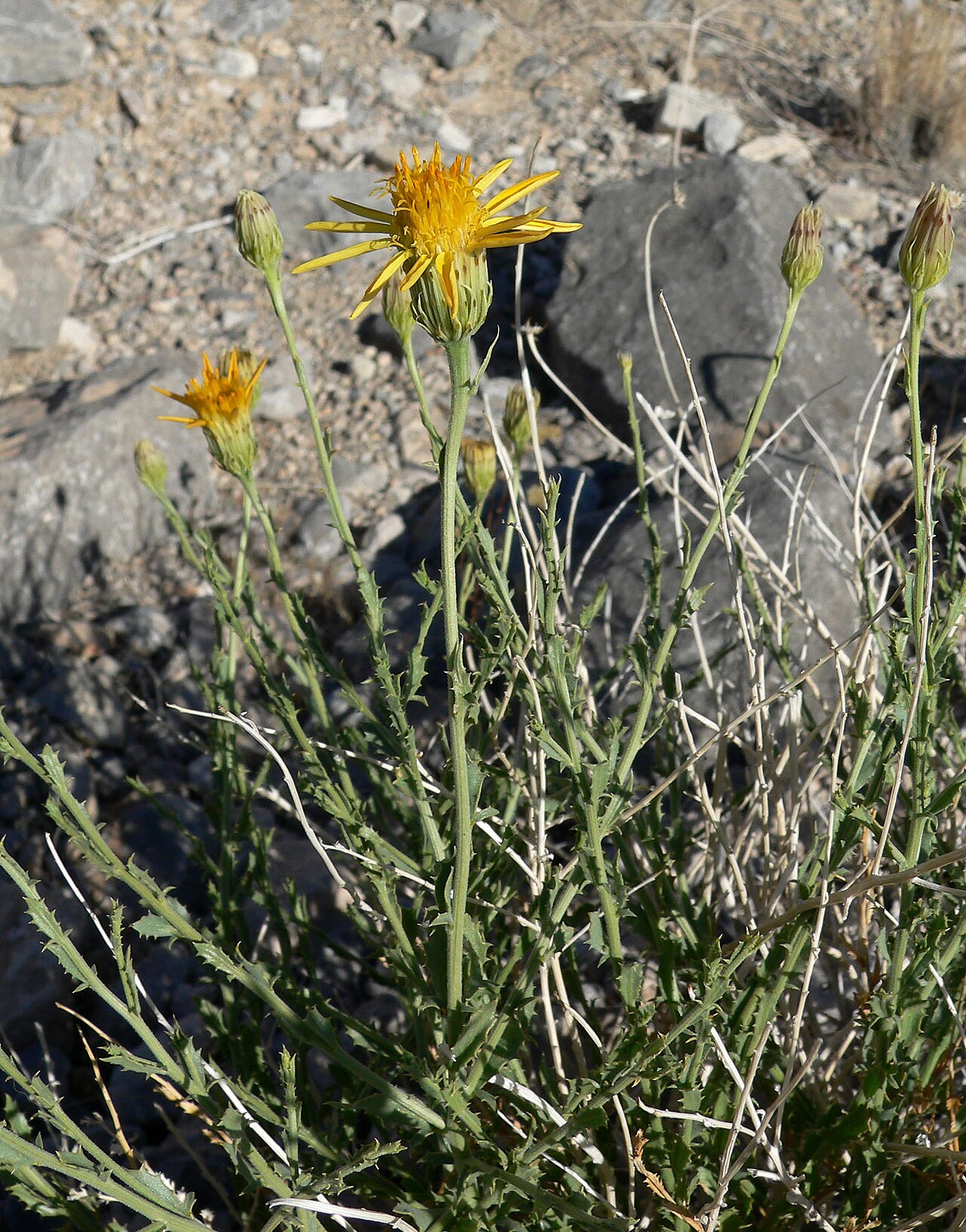 Cooper's dogweed: Adenophyllum cooperi in the canyon at the west end of Cheyenne Ave. in Las Vegas, Spring Mountains, southern Nevada