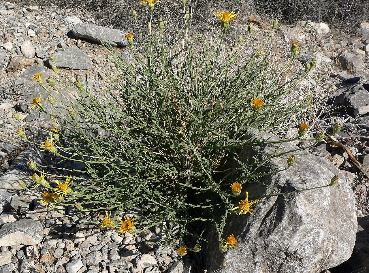 Cooper's dogweed: Adenophyllum cooperi in the canyon at the west end of Cheyenne Ave. in Las Vegas, Spring Mountains, southern Nevada