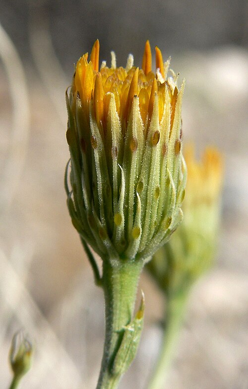 Cooper's dogweed: Adenophyllum cooperi in the canyon at the west end of Cheyenne Ave. in Las Vegas, Spring Mountains, southern Nevada