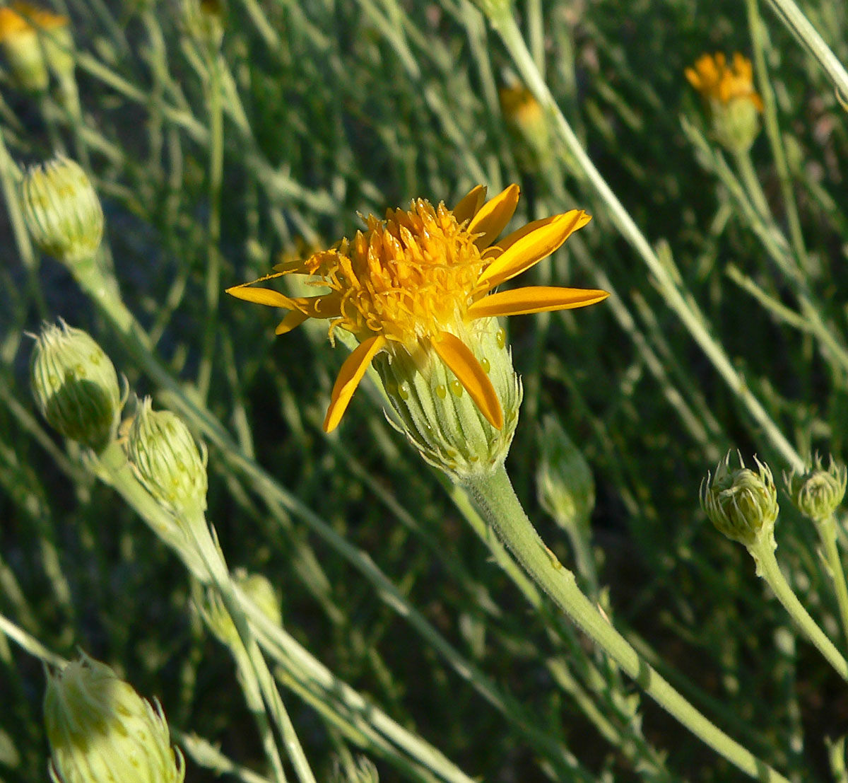 Cooper's dogweed: Adenophyllum cooperi just off the Nipton-Searchlight road a couple miles east of Nipton, southern California