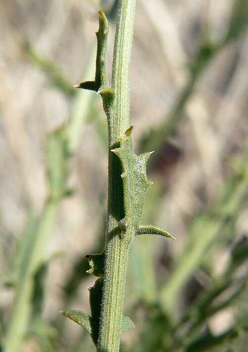 Cooper's dogweed: Adenophyllum cooperi in the canyon at the west end of Cheyenne Ave. in Las Vegas, Spring Mountains, southern Nevada