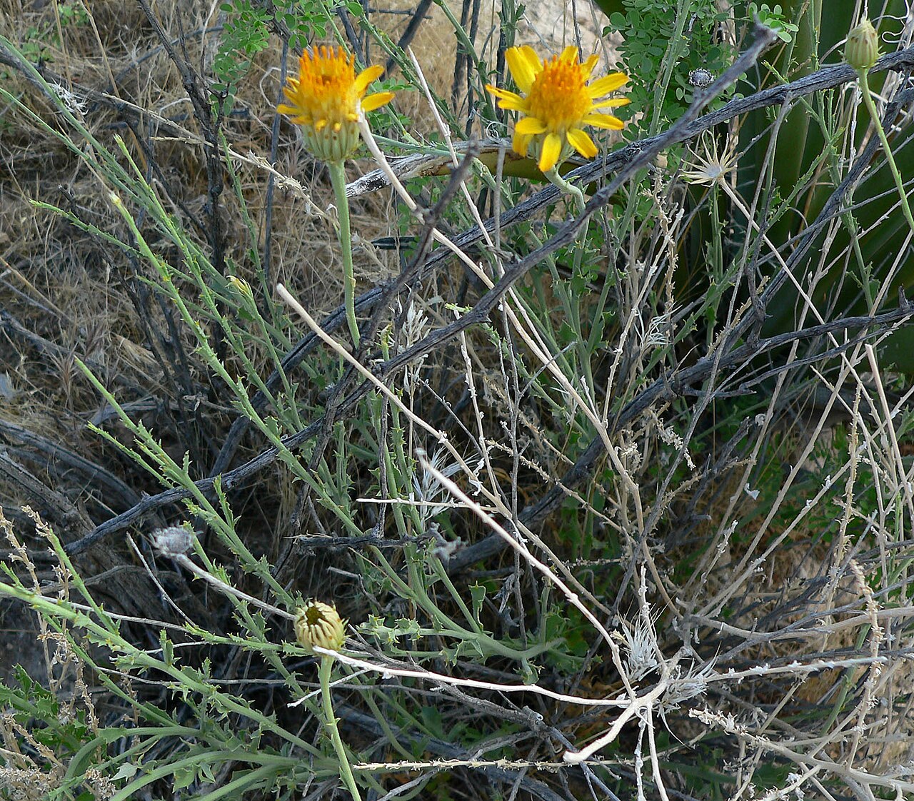 Cooper's dogweed: Adenophyllum cooperi in Pahranagat Wash where it crosses State Road 168 near Coyote Springs, southern Nevada