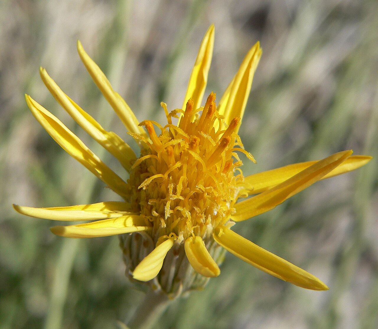 Cooper's dogweed: Adenophyllum cooperi in the canyon at the west end of Cheyenne Ave. in Las Vegas, Spring Mountains, southern Nevada