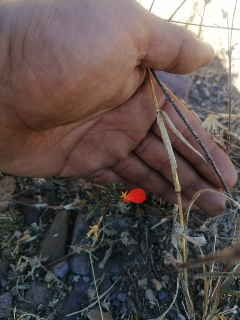 Adenophyllum glandulosum (Adenophyllum glandulosum)