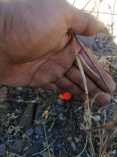 Adenophyllum glandulosum (Adenophyllum glandulosum)