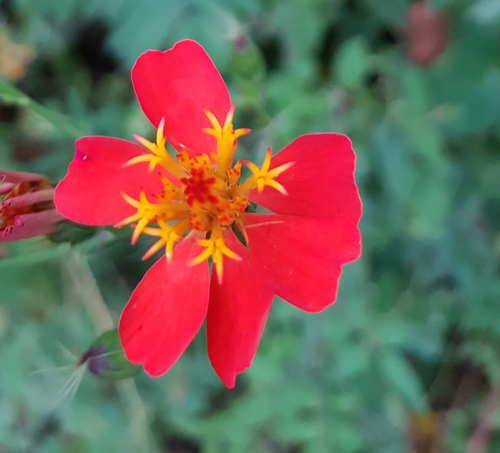 Adenophyllum glandulosum (Adenophyllum glandulosum)