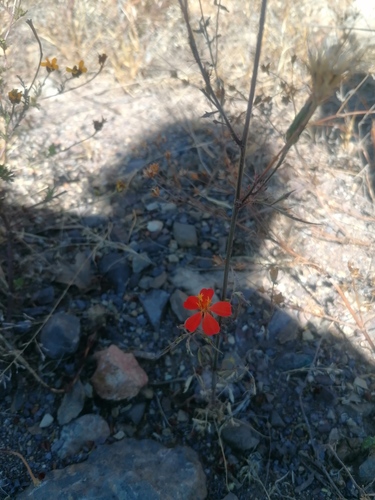 Adenophyllum glandulosum (Adenophyllum glandulosum)