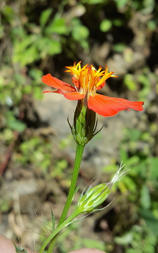 Adenophyllum glandulosum (Adenophyllum glandulosum)