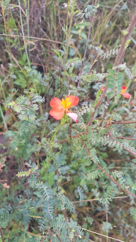 Adenophyllum glandulosum (Adenophyllum glandulosum)