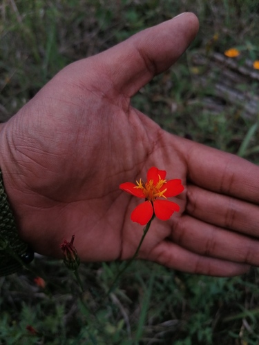 Adenophyllum glandulosum (Adenophyllum glandulosum)