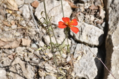 Adenophyllum glandulosum (Adenophyllum glandulosum)